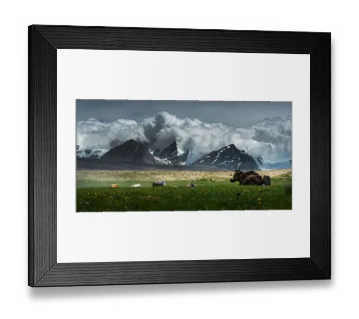 Framed Print : Yak lay on grass field w / Himalayas background Framed Print : Yak lay on grass field w / Himalayas background