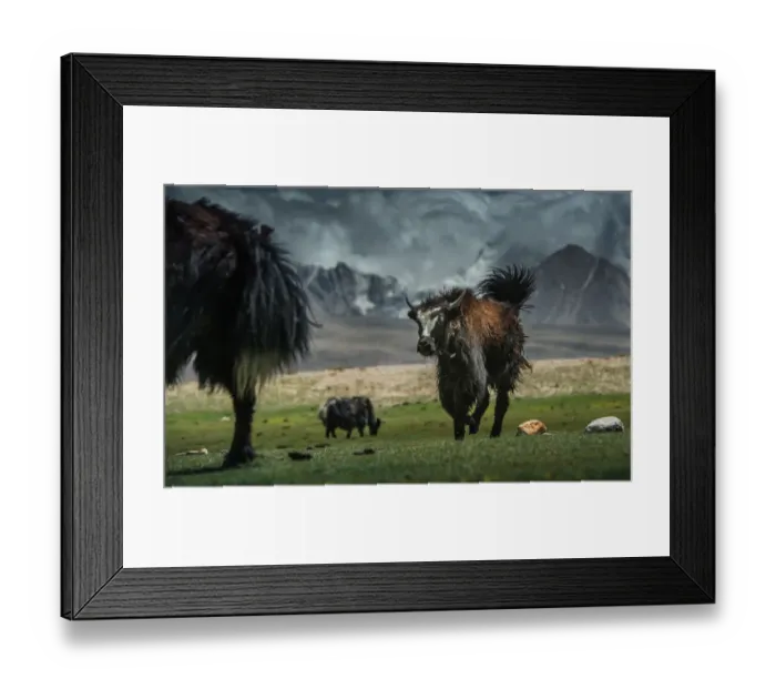 Framed Print : Yak running on a grass field Framed Print : Yak running on a grass field