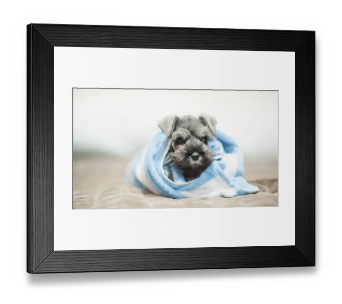 Framed Print : Puppy wraps with towel Framed Print : Puppy wraps with towel