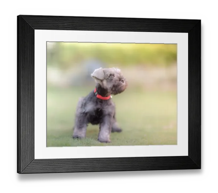 Framed Print : Puppy stands on lawn Framed Print : Puppy stands on lawn