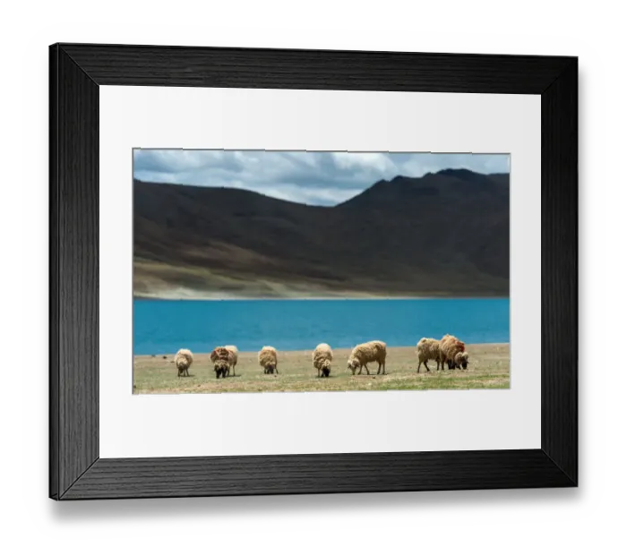 Framed Print : Sheep herd at Yamdrok lake