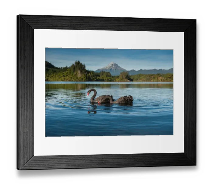 Framed Print : Black swans with Mt. Taranaki background Framed Print : Black swans with Mt. Taranaki background