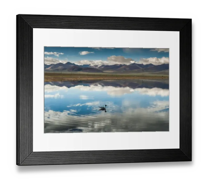 Framed Print : Seagull floating in Namtso lake Framed Print : Seagull floating in Namtso lake
