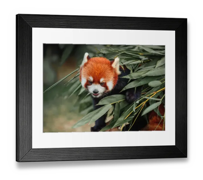 Framed Print : Red panda in bamboo grove Framed Print : Red panda in bamboo grove