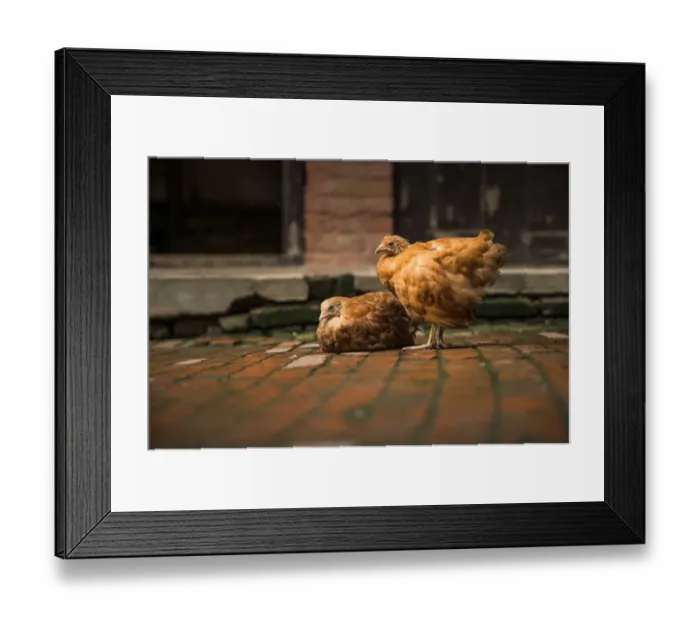 Framed Print : Chickens on old brick pavings Framed Print : Chickens on old brick pavings