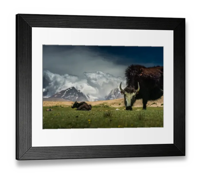 Framed Print : Yak feeding at Tibetan plateau Framed Print : Yak feeding at Tibetan plateau