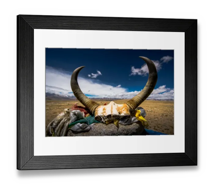 Framed Print : Yak skull at La-lung la pass in Tibet Framed Print : Yak skull at La-lung la pass in Tibet