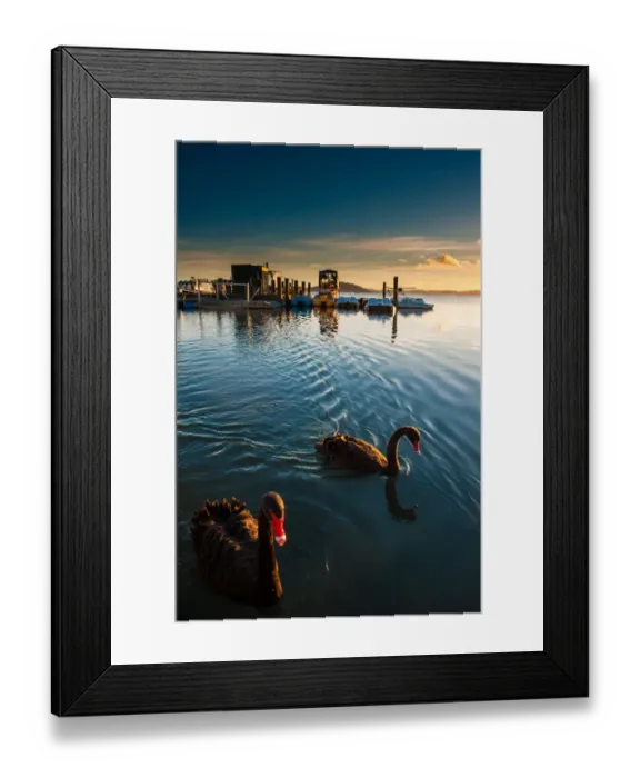 Framed Print : Black swans at lake Rotorua Framed Print : Black swans at lake Rotorua