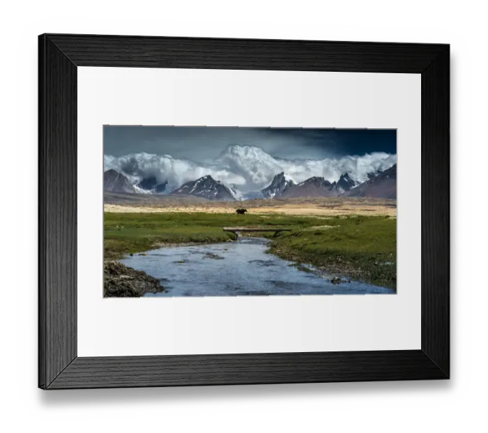 Framed Print : Yak walk along Tibetan plateau Framed Print : Yak walk along Tibetan plateau