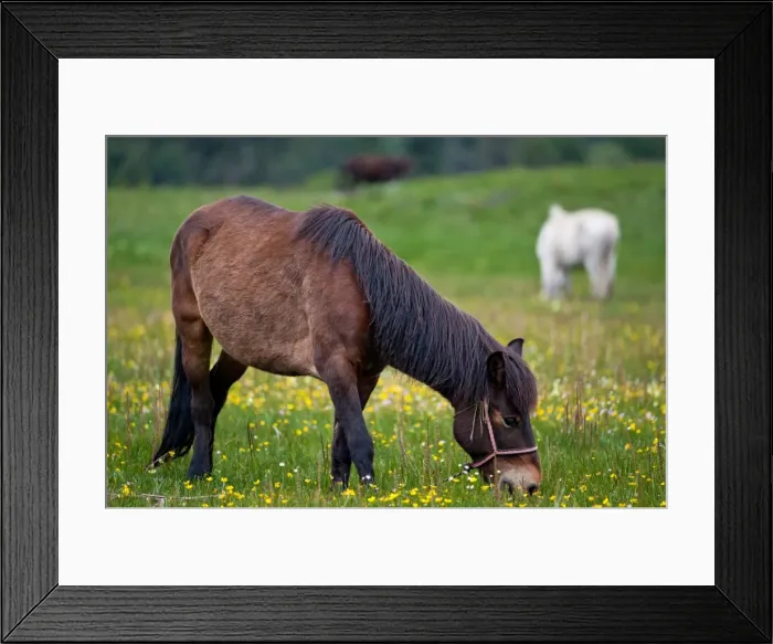 Framed Print : Horses feeding Framed Print : Horses feeding