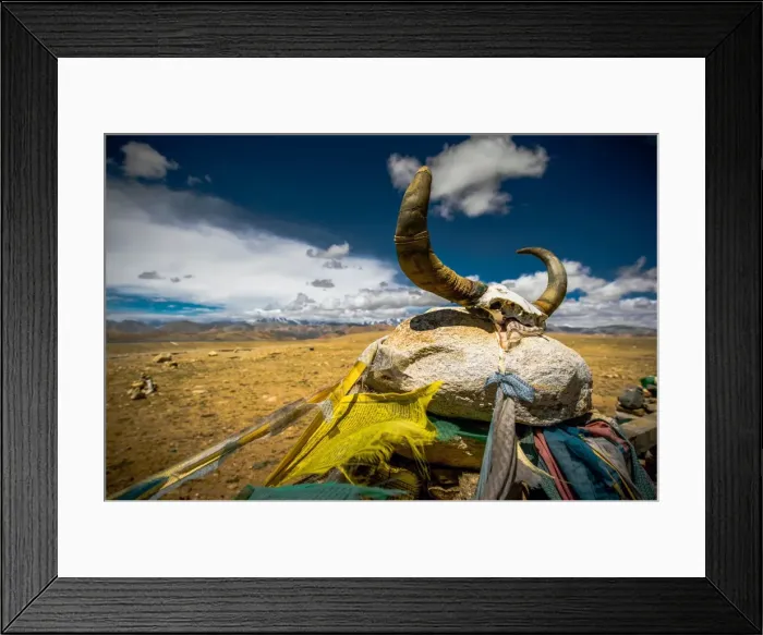 Framed Print : Yak skull. View of yak skull on stone against desert and cloudy sky Framed Print : Yak skull. View of yak skull on stone against desert and cloudy sky