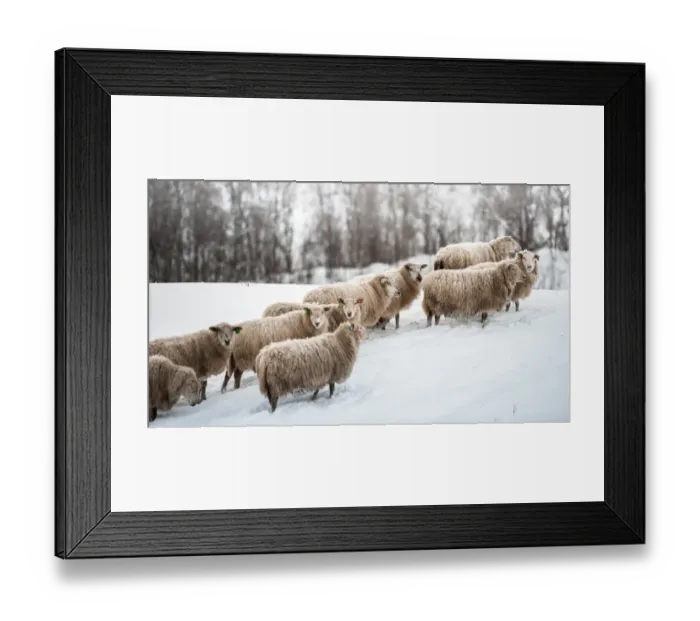 Framed Print : Sheep herd waking on snow field Framed Print : Sheep herd waking on snow field