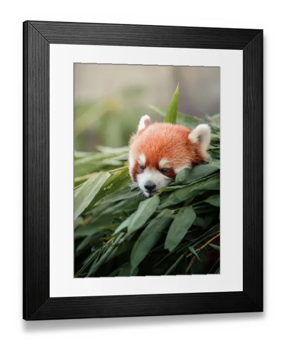 Framed Print : Red panda. Close up of red panda in bamboo grove Framed Print : Red panda. Close up of red panda in bamboo grove