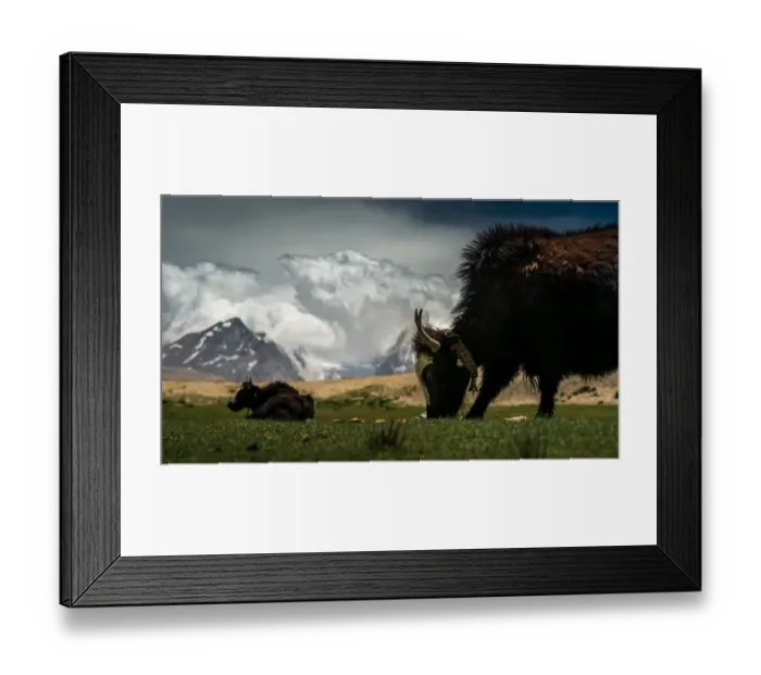 Framed Print : Yak grazing grass