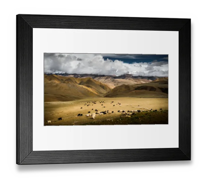 Framed Print : Sheep herd at Lalung La Pass Framed Print : Sheep herd at Lalung La Pass