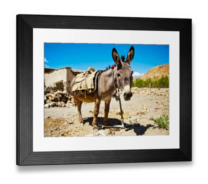 Framed Print : Donkey in Tiberan village Framed Print : Donkey in Tiberan village