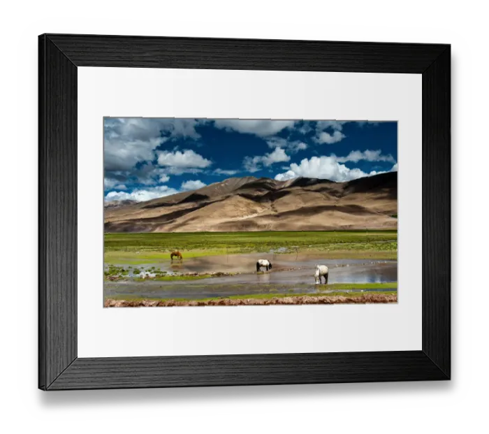 Framed Print : Three horses in grassland of Tibet Framed Print : Three horses in grassland of Tibet
