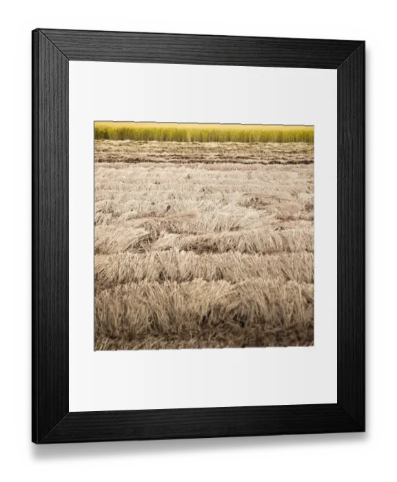 Framed Print : Rice straw Framed Print : Rice straw