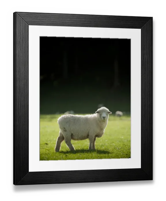 Framed Print : New Zealand sheep in farm looking at camera