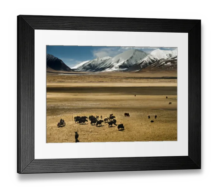 Framed Print : Yak herd in dry grassland Framed Print : Yak herd in dry grassland