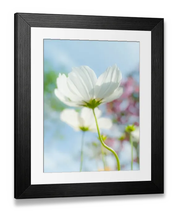 Framed Print : Daisy in blue sky Framed Print : Daisy in blue sky