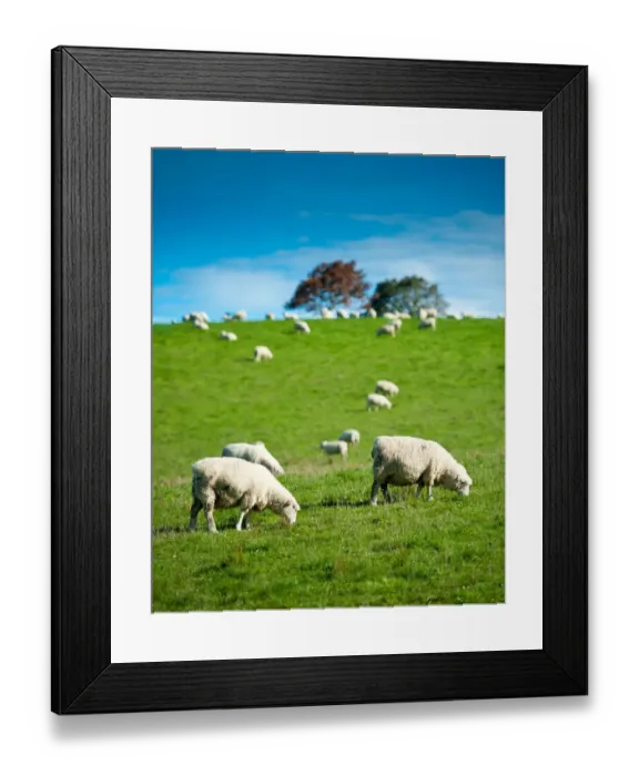 Framed Print : Sheeps on grass hill Framed Print : Sheeps on grass hill