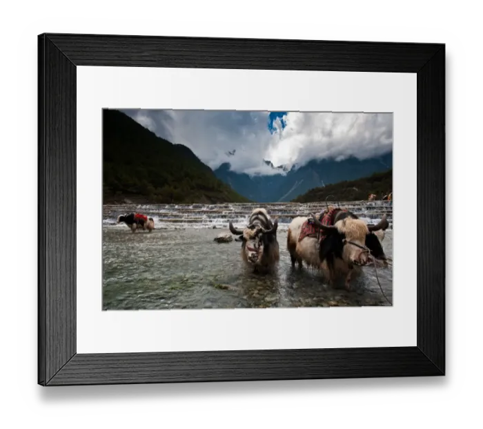 Framed Print : Cows and waterfall in Lijiang Framed Print : Cows and waterfall in Lijiang