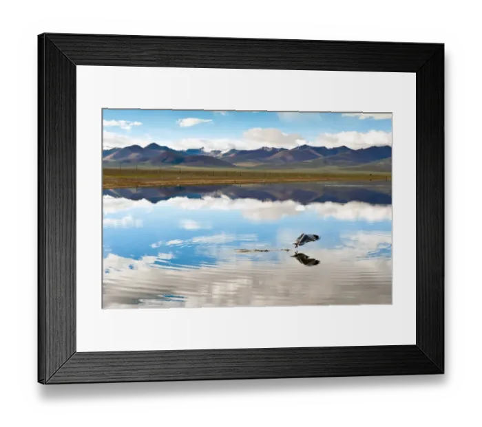 Framed Print : Seagull flying over Namtso lake, Tibet
