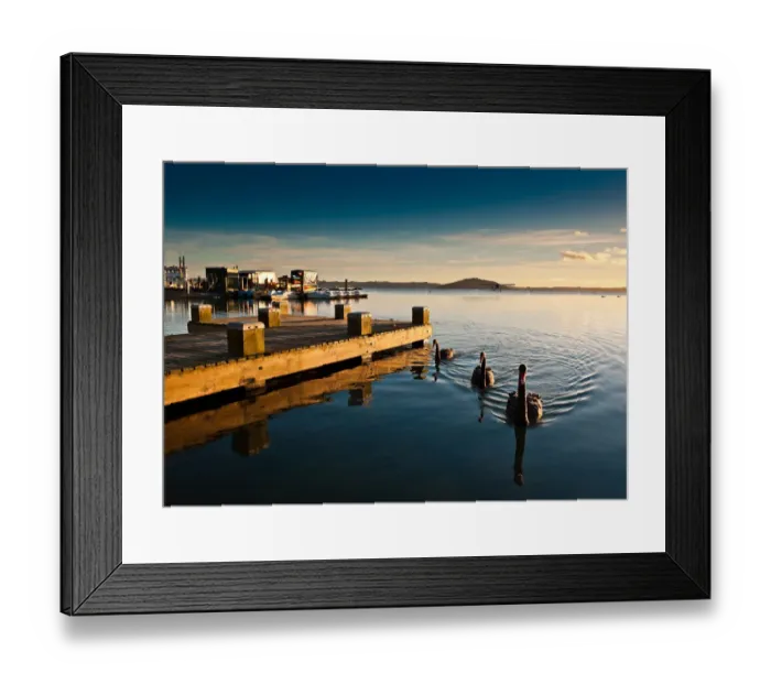 Framed Print : Lake Rotorua with swan and pier Framed Print : Lake Rotorua with swan and pier