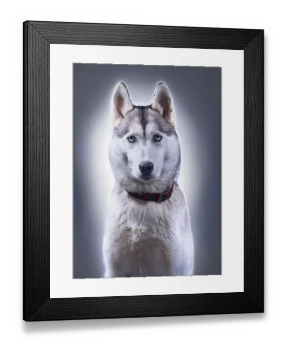 Framed Print : Portrait of Husky Framed Print : Portrait of Husky