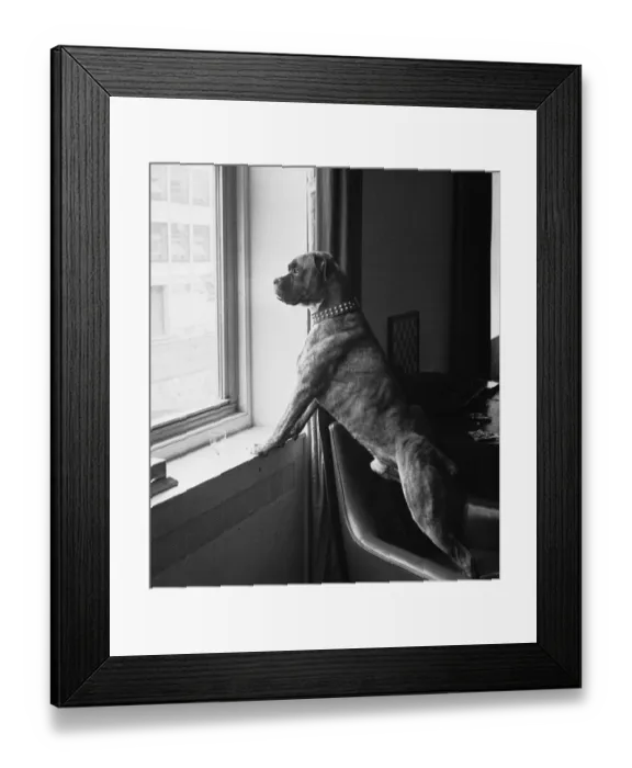Framed Print : Proud Army Dog Framed Print : Proud Army Dog