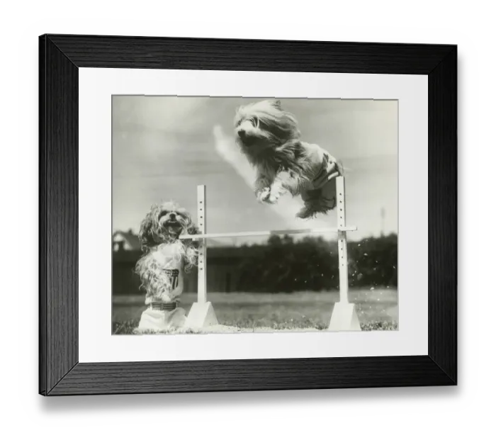 Framed Print : Dogs jumping over miniature high jump bar Framed Print : Dogs jumping over miniature high jump bar