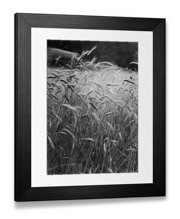 Framed Print : Barley Field Framed Print : Barley Field