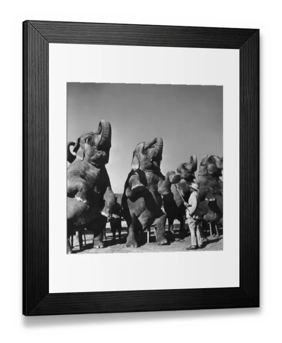 Framed Print : Elephant Training Framed Print : Elephant Training