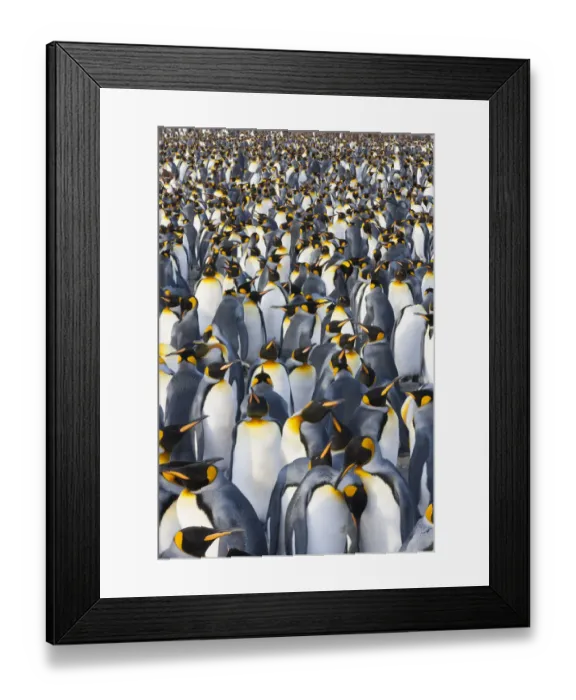 Framed Print : King Penguins, Aptenodytes patagonicus, in a bird colony on South Georgia Island, on the Falkland islands Framed Print : King Penguins, Aptenodytes patagonicus, in a bird colony on South Georgia Island, on the Falkland islands