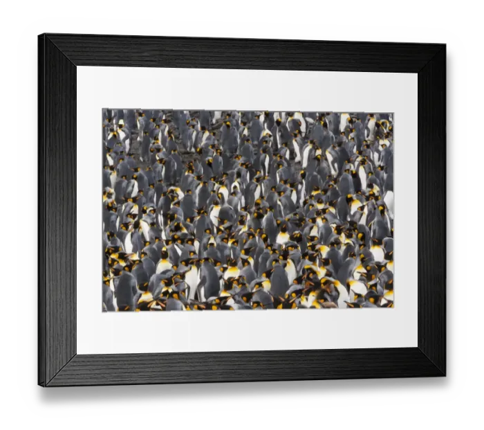 Framed Print : King Penguins, Aptenodytes patagonicus, in a bird colony on South Georgia Island, on the Falkland islands Framed Print : King Penguins, Aptenodytes patagonicus, in a bird colony on South Georgia Island, on the Falkland islands