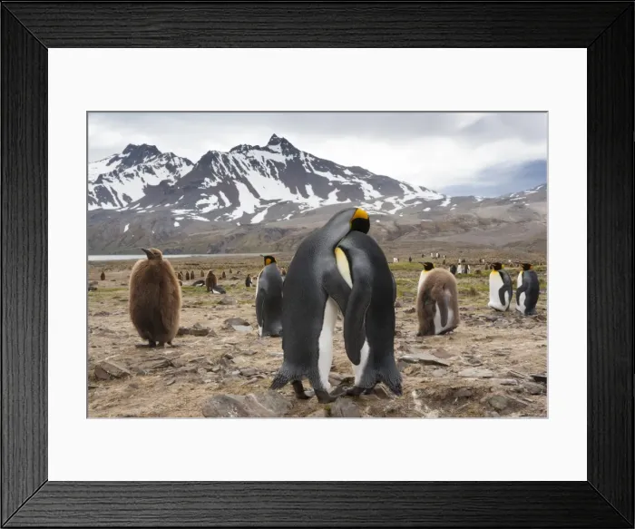 Framed Print : King Penguins, Aptenodytes patagonicus, in a bird colony on South Georgia Island, on the Falkland islands Framed Print : King Penguins, Aptenodytes patagonicus, in a bird colony on South Georgia Island, on the Falkland islands