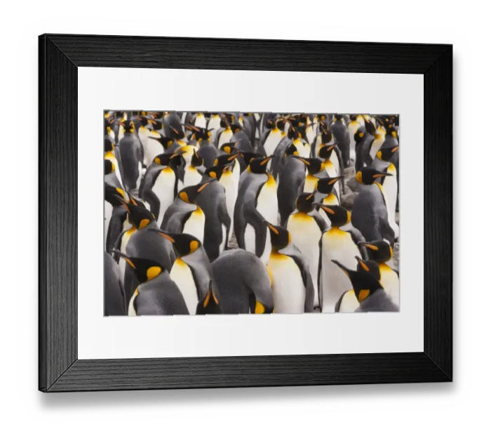 Framed Print : King Penguins, Aptenodytes patagonicus, in a bird colony on South Georgia Island, on the Falkland islands Framed Print : King Penguins, Aptenodytes patagonicus, in a bird colony on South Georgia Island, on the Falkland islands