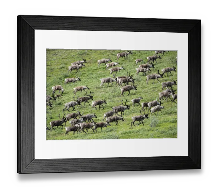Framed Print : Caribou, Arctic National Wildlife Refuge, Alaska, USA Framed Print : Caribou, Arctic National Wildlife Refuge, Alaska, USA