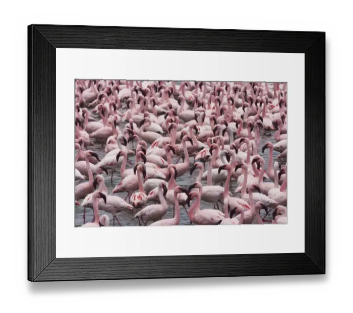 Framed Print : Lesser flamingos, Lake Narasha, Kenya Framed Print : Lesser flamingos, Lake Narasha, Kenya
