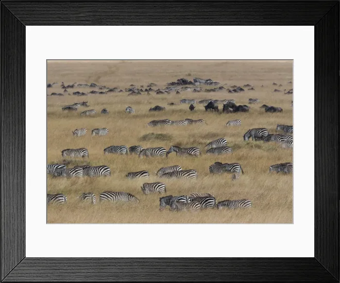 Framed Print : Grants zebras and wildebeests, Kenya Framed Print : Grants zebras and wildebeests, Kenya