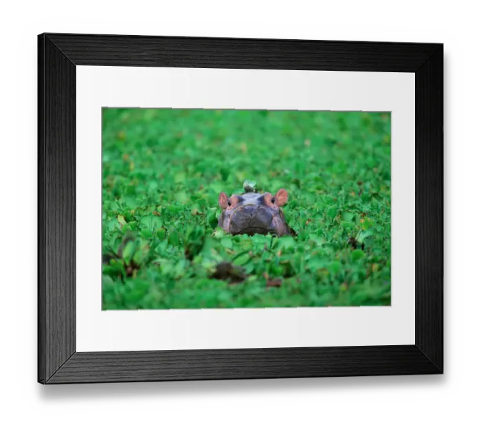Framed Print : Hippopotamus (Hippopotamus amphibius) calf, Tanzania Framed Print : Hippopotamus (Hippopotamus amphibius) calf, Tanzania