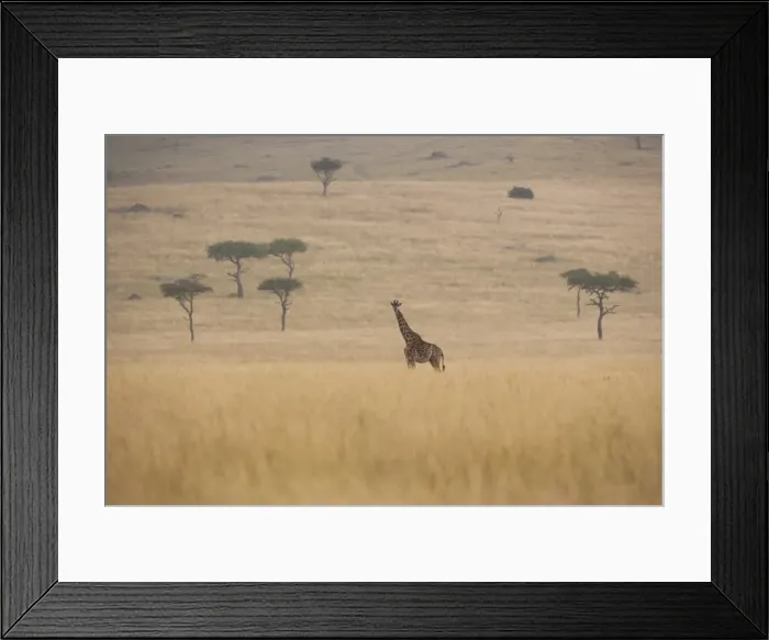 Framed Print : Reticulated giraffe, Kenya