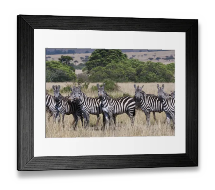 Framed Print : Grants zebras, Kenya Framed Print : Grants zebras, Kenya