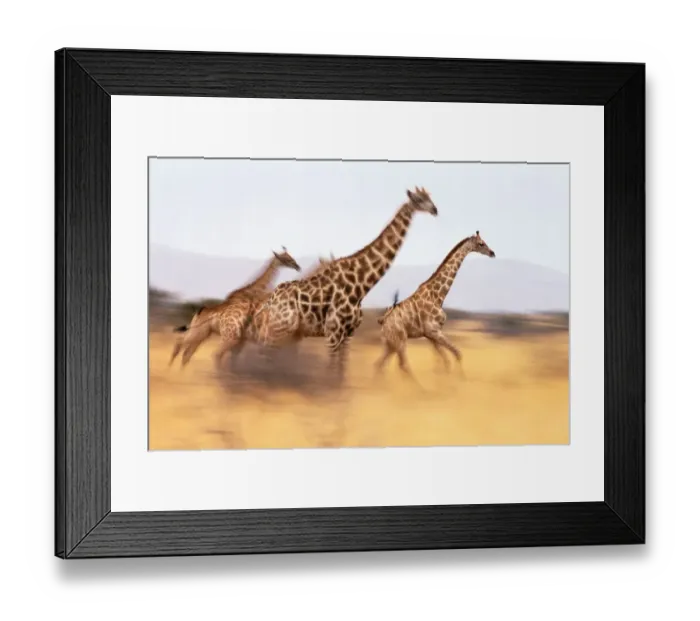 Framed Print : South African giraffes (Giraffa camelopardalis giraffa) running Framed Print : South African giraffes (Giraffa camelopardalis giraffa) running