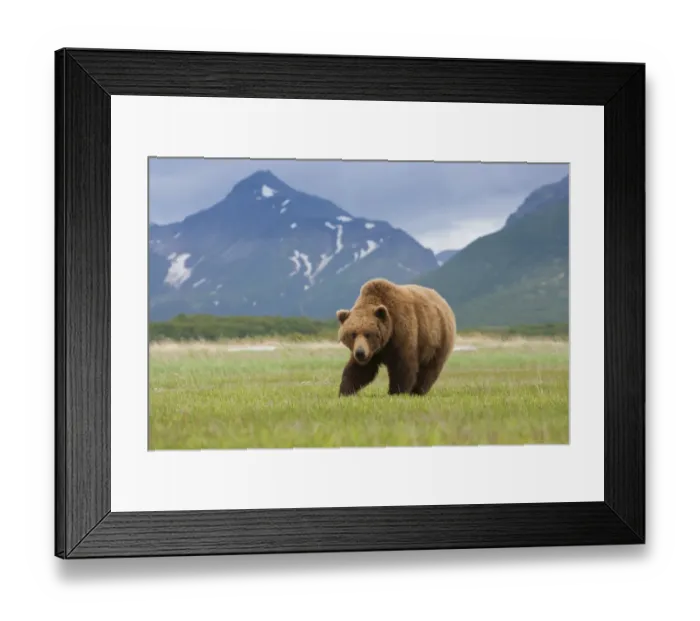 Framed Print : Brown bears, Katmai National Park, Alaska, USA Framed Print : Brown bears, Katmai National Park, Alaska, USA