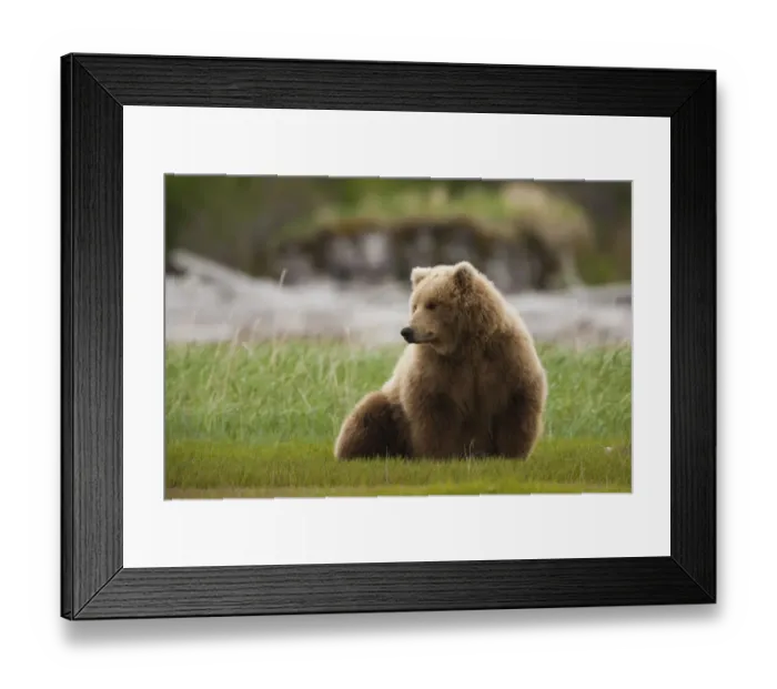 Framed Print : Brown bear, Katmai National Park, Alaska, USA Framed Print : Brown bear, Katmai National Park, Alaska, USA