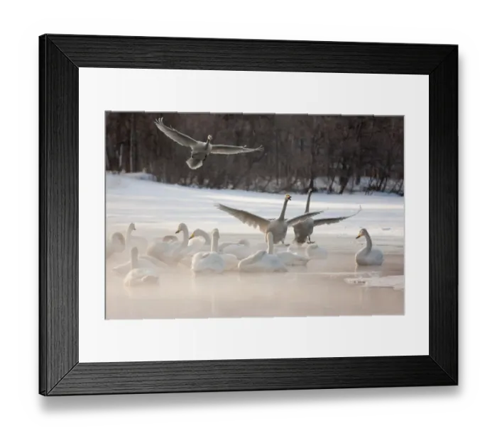 Framed Print : Cygnus cygnus, Whooper swans, on a frozen lake in Hokkaido Framed Print : Cygnus cygnus, Whooper swans, on a frozen lake in Hokkaido