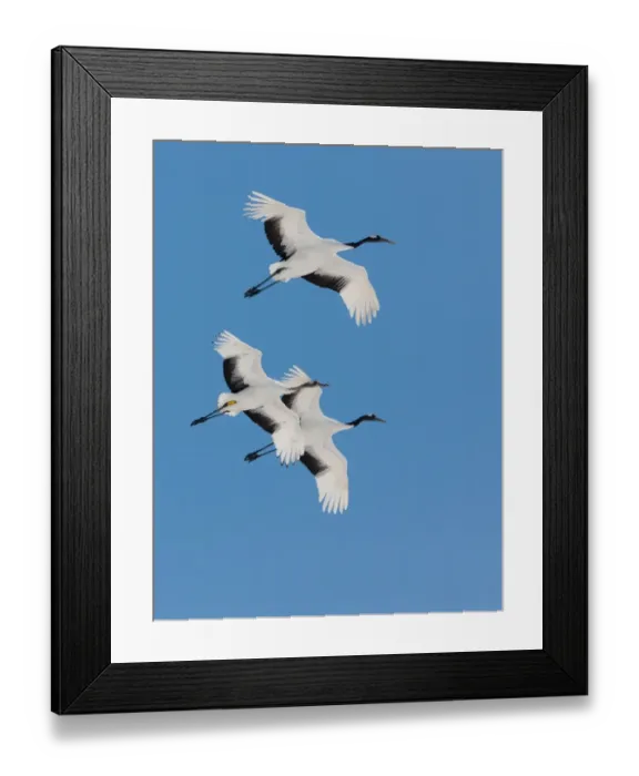 Framed Print : Japanese cranes, Hokkaido, Japan