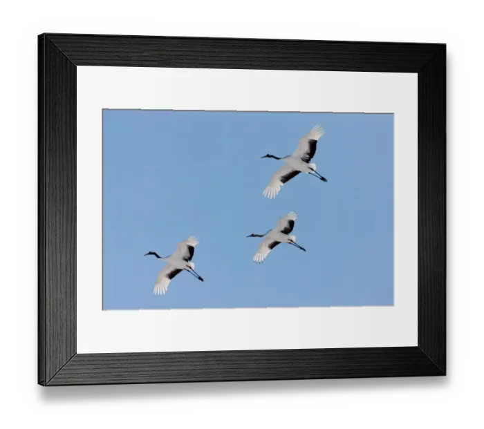 Framed Print : Japanese cranes, Hokkaido, Japan Framed Print : Japanese cranes, Hokkaido, Japan